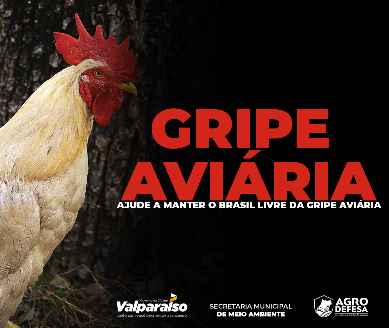 SECRETARIA MUNICIPAL DE MEIO AMBIENTE ALERTA SOBRE GRIPE AVIÁRIA