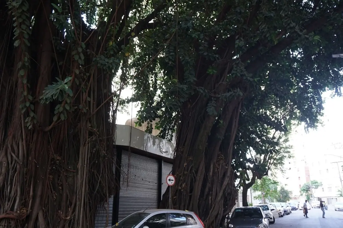 MP-GO recomenda a suspensão imediata corte de gameleiras em meio a padrão recorrente de derrubadas de árvores em Goiânia